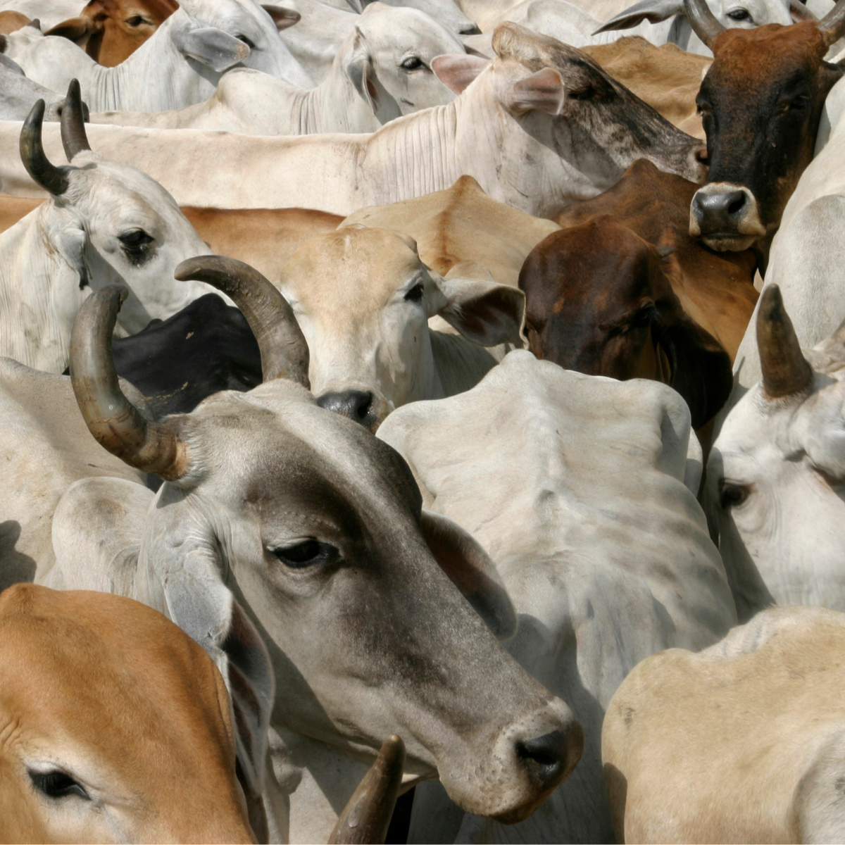 Estrategias para optimizar la producción ganadera en el Chaco y Formosa