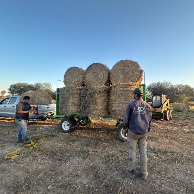 Gatton Panic y henificación de precisión: cómo planificar tus rollos y superficie forrajera con criterio ganadero