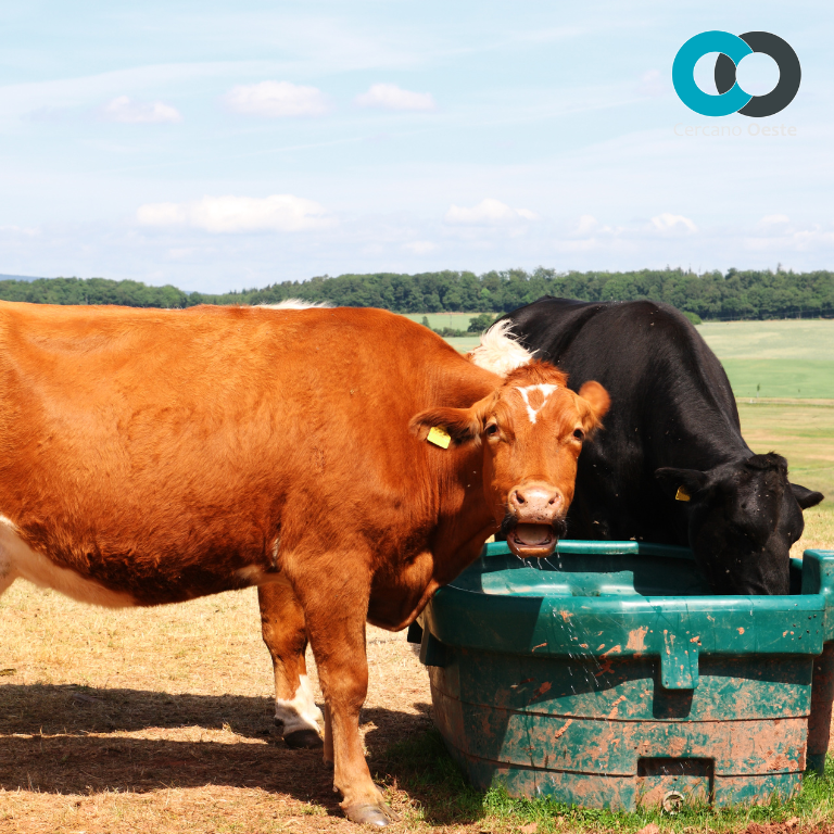 Presurización del agua para GANADERÍA: “clave para sacar lo mejor del campo.”