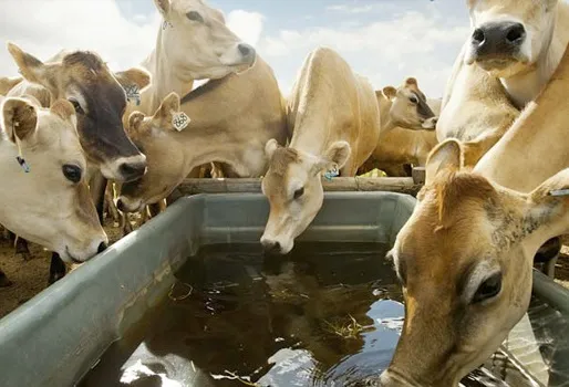 abastecimiento de agua para ganaderia